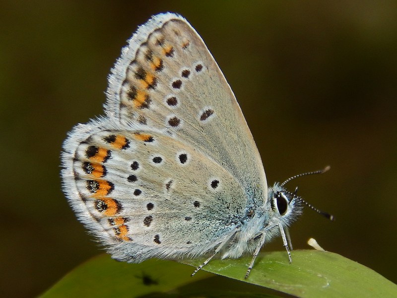 Plebejus argyrognomon